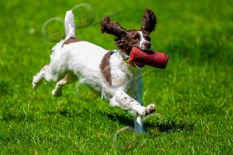 Springer Spaniel_6126 - Pet Photography