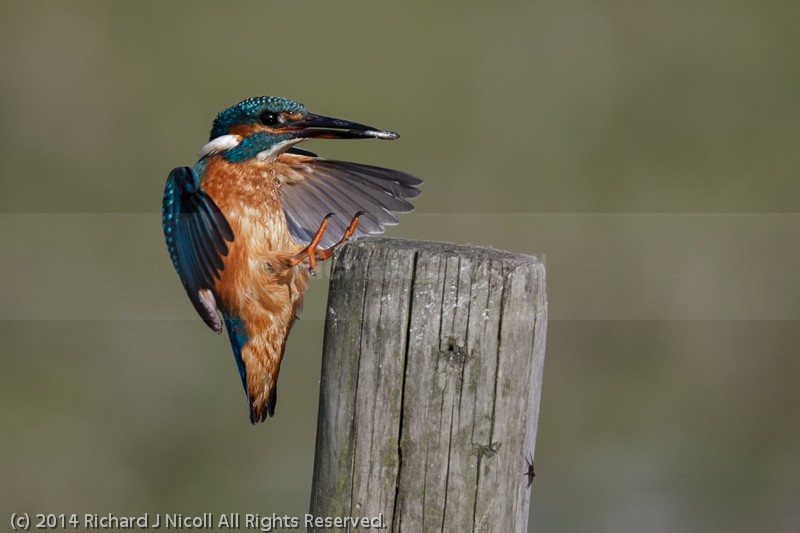 Kingfisher (Alcedo atthis) landing - Kingfisher