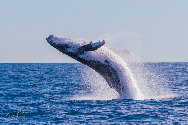 0A3A0672 - 2024 Whale Photos