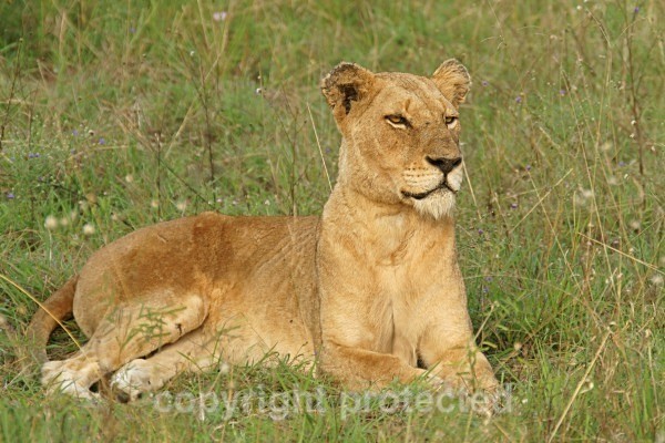 African Lioness (Timbavati, South Africa) - African Lions