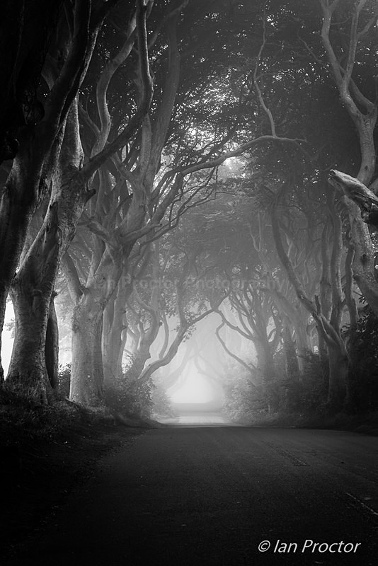 Mystical Dark Hedges, County Antrim, N.Ireland. - Black & White