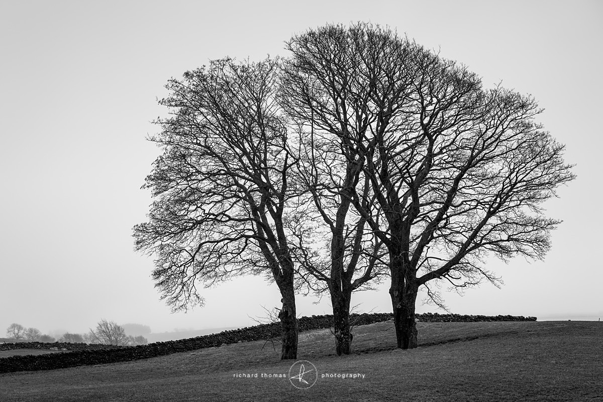 Three on the A5 - Mono Mist Trees