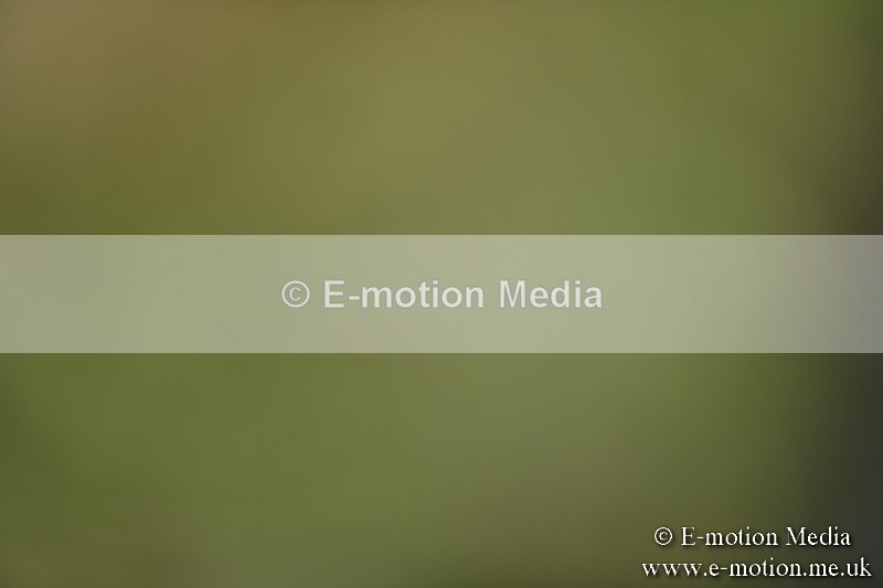 BVR160717-1184 - Class 2 Dressage 16/07/17