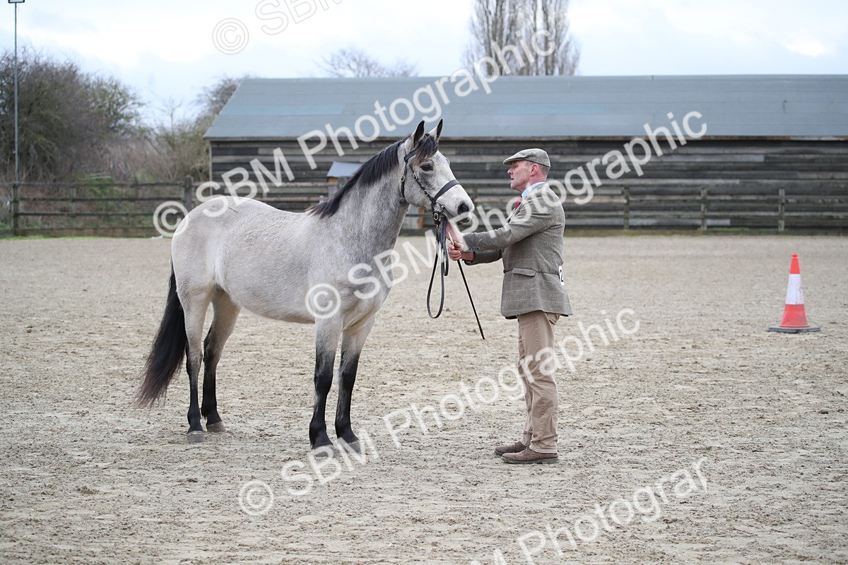 SBM_003989 - Class 1-4 - Young Stock classes Inc. In Hand Championship