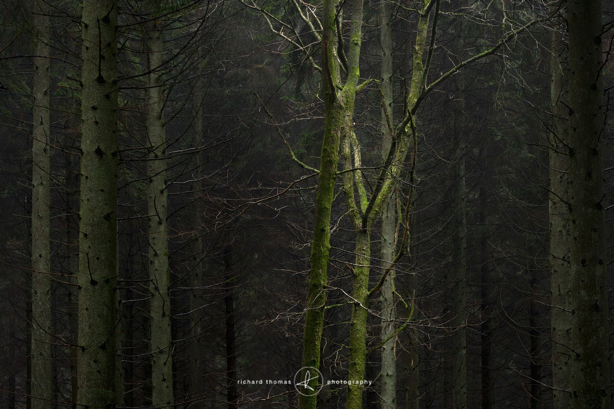 Above and beyond - Woodland
