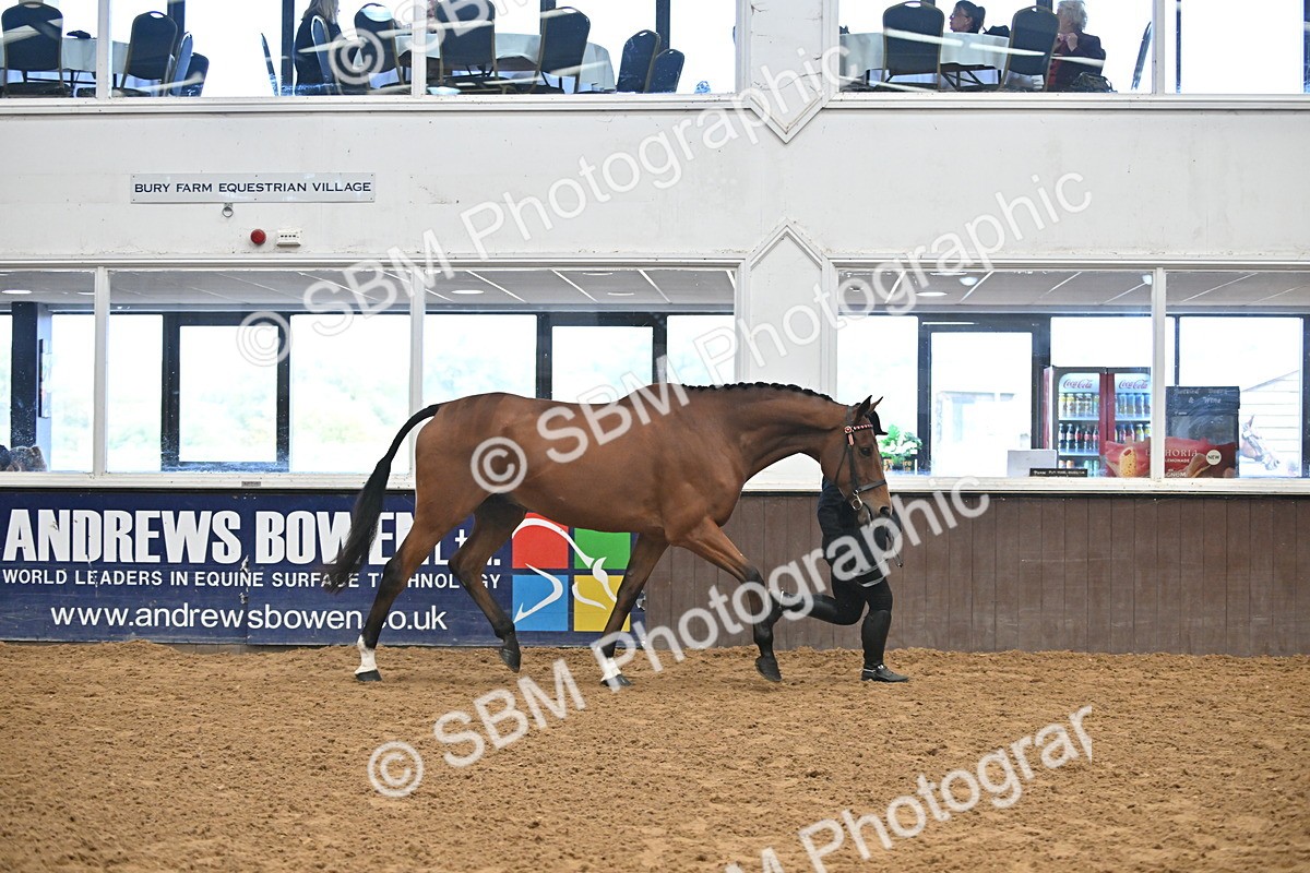 SBM_000213 - Class 7 - ROR Tattersalls In Hand