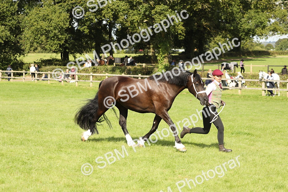 SBM_65455 - S47 - Mountain & Moorland In Hand Large Breeds