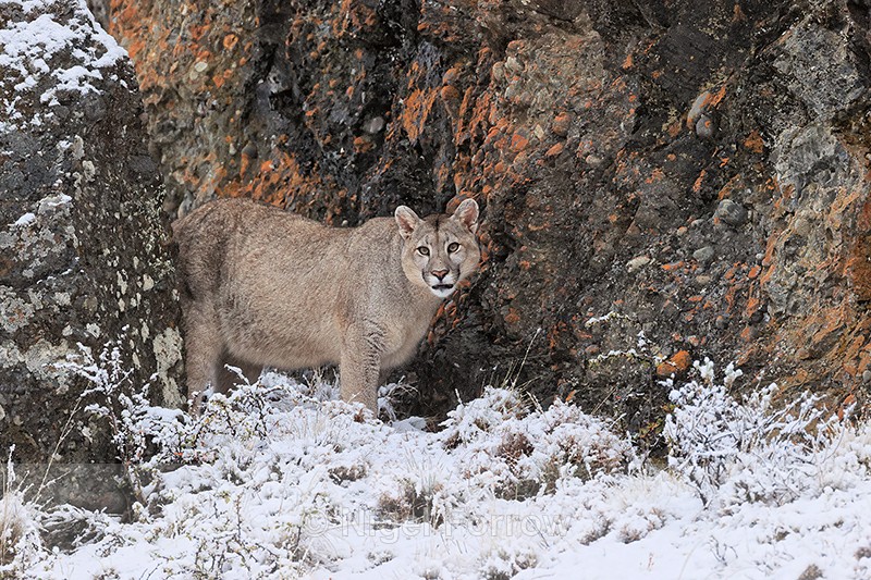 Puma at base of rocky outcrop in snow, Torres del Paine, Chile - Puma