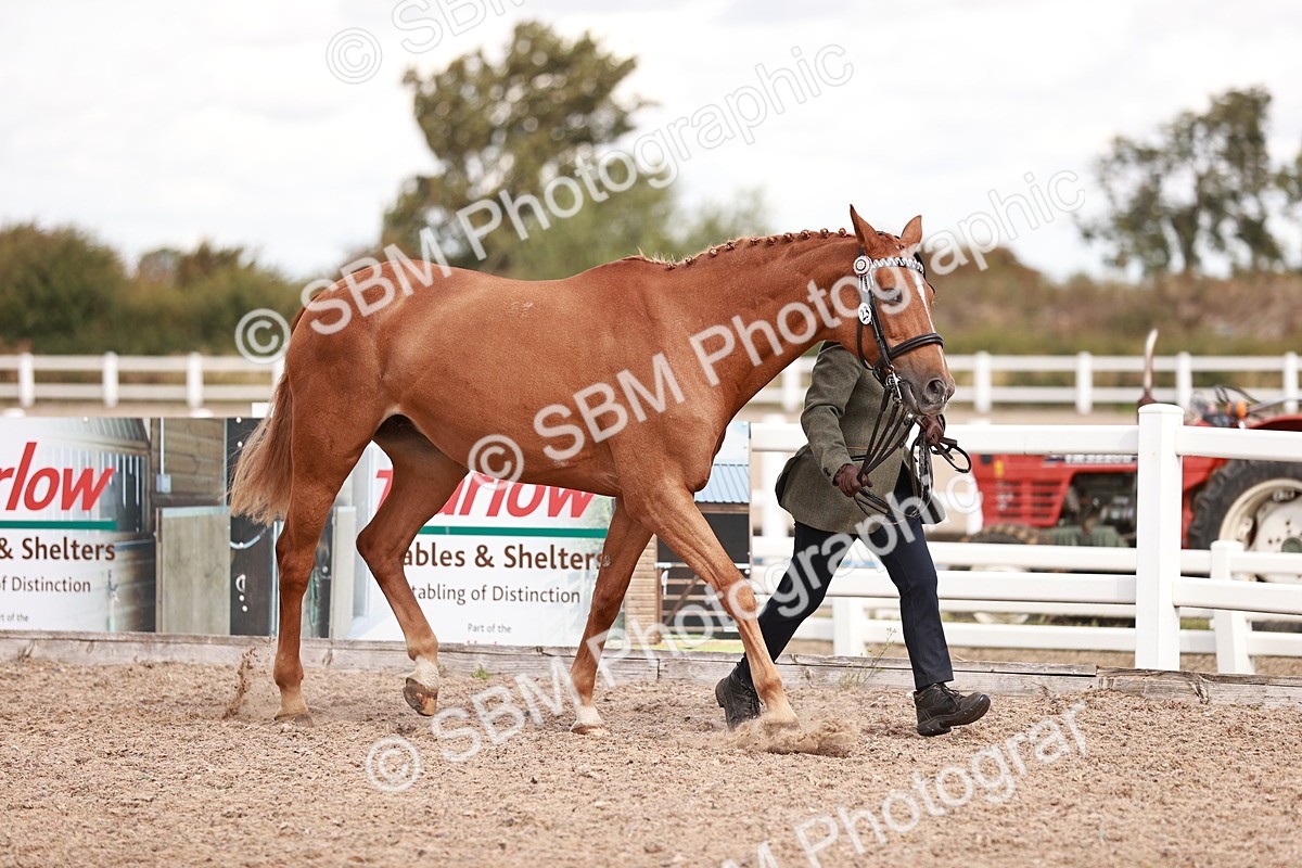 SBM_14186 - Class 407 - IH Hack Riding Horse