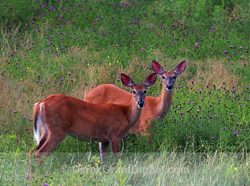 Does - Mammals, Reptiles & Amphibians