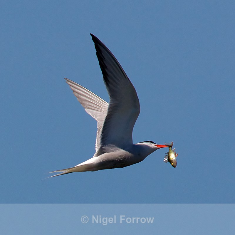 Common Tern in flight with a fish at Otmoor - Common Tern