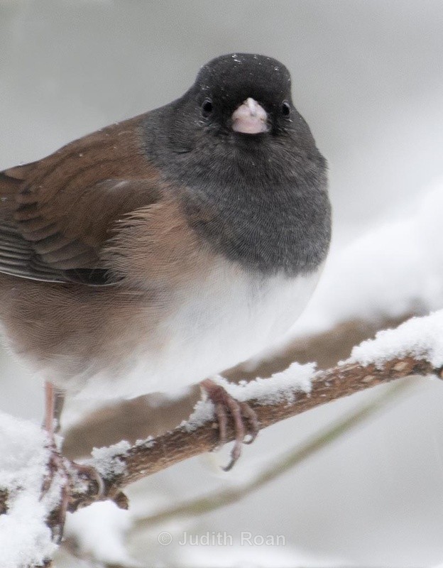 Dark-eyed Junco - Backyard Birds of Mercer Island