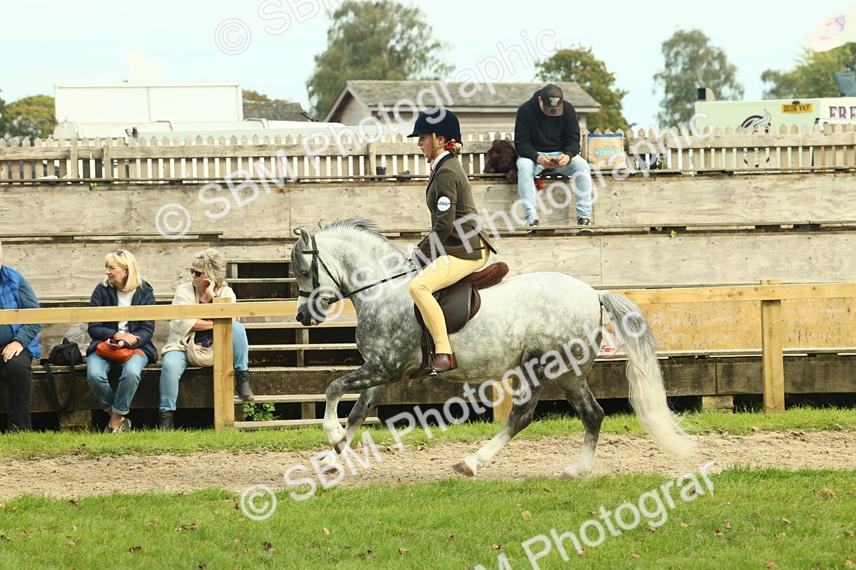 SBM_69874 - S59 - Mountain & Moorland Ridden Small Breeds