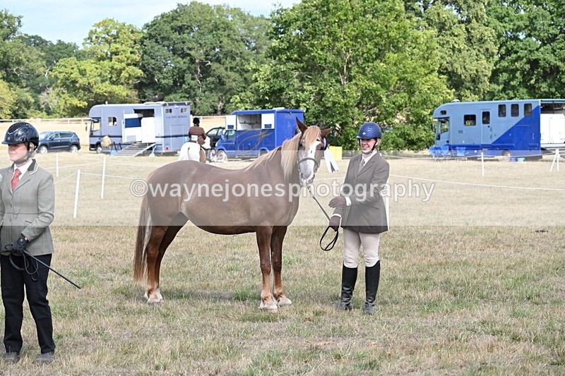 WJ6_6778 - Class 20 In-hand Cob