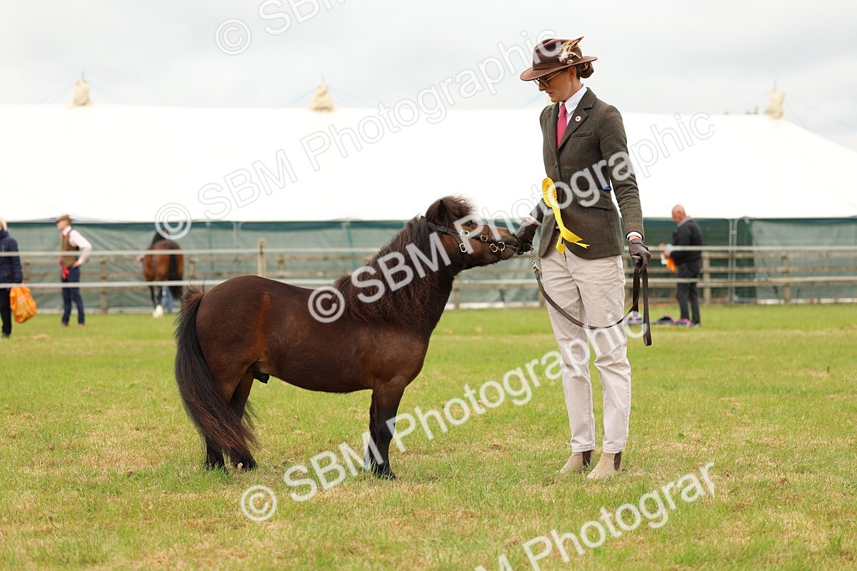 SBM_04491 - Class 64-67 - Shetland Pony In Hand