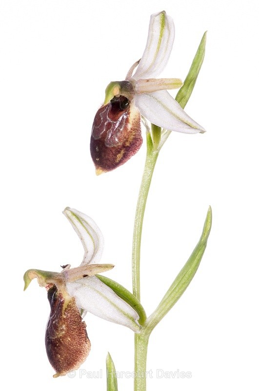  - WB: Orchids - Ophrys