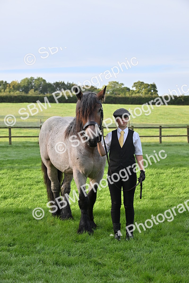 SBM_55352 - S44 - Youngstock In Hand