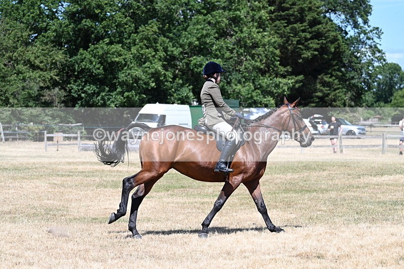 WJ7_3093 - Class 7 Riding Club Show Horse