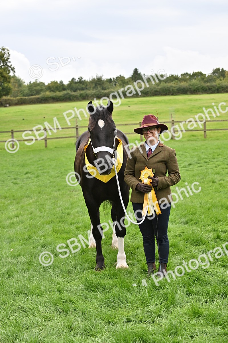 SBM_63313 - S49 - Mountain & Moorland In Hand Large Breeds