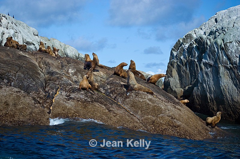 Stellar Sea Lions - Prince Rupert Canada -1261 - Sea Lions and Seals