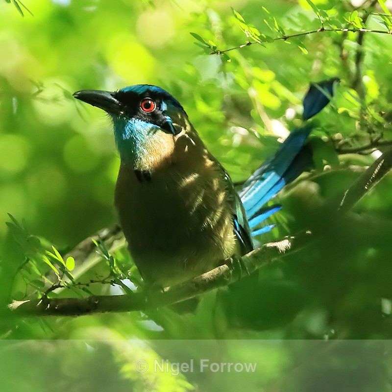 Lesson's Motmot perched, Chiriqui, Panama - Lesson's Motmot