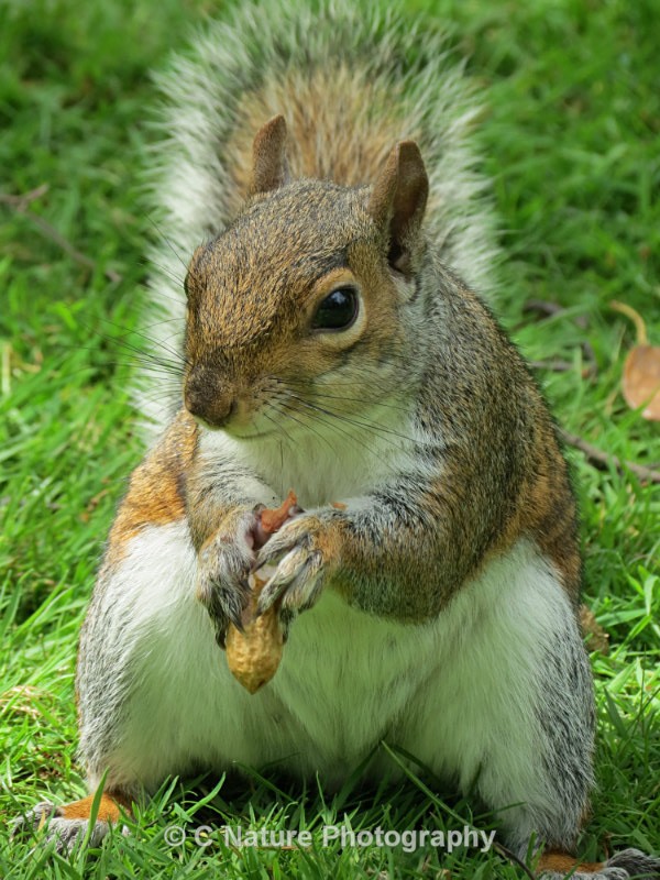 Grey Squirrel - Animals