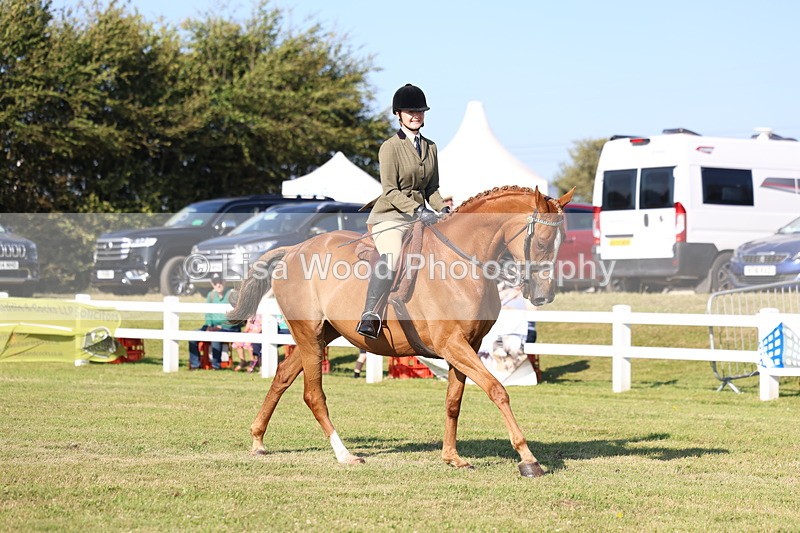 3E7A5291 - Class 2: Rising Star Large Hack/Riding Horse