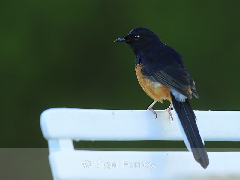 White-rumped Shama (male), Kauai - White-rumped Shama