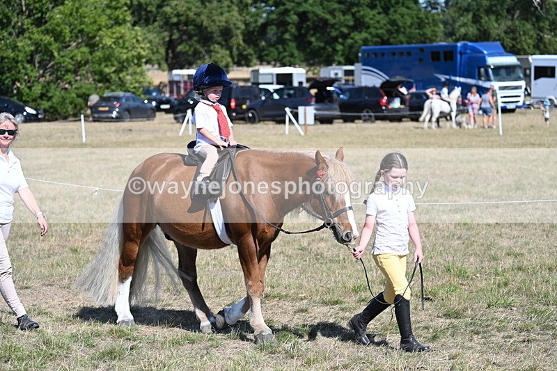 WJ7_1437 - Class 42 Most Handsome Gelding