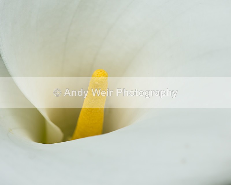 20140526-3K8A1747-2983 - Plants & Flowers