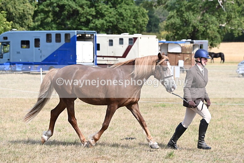 WJ6_6438 - Class 20 In-hand Cob