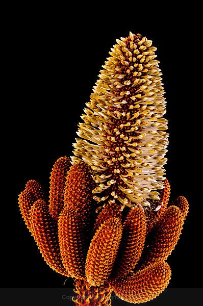  - STILL LIFE ORIGINS - 2011