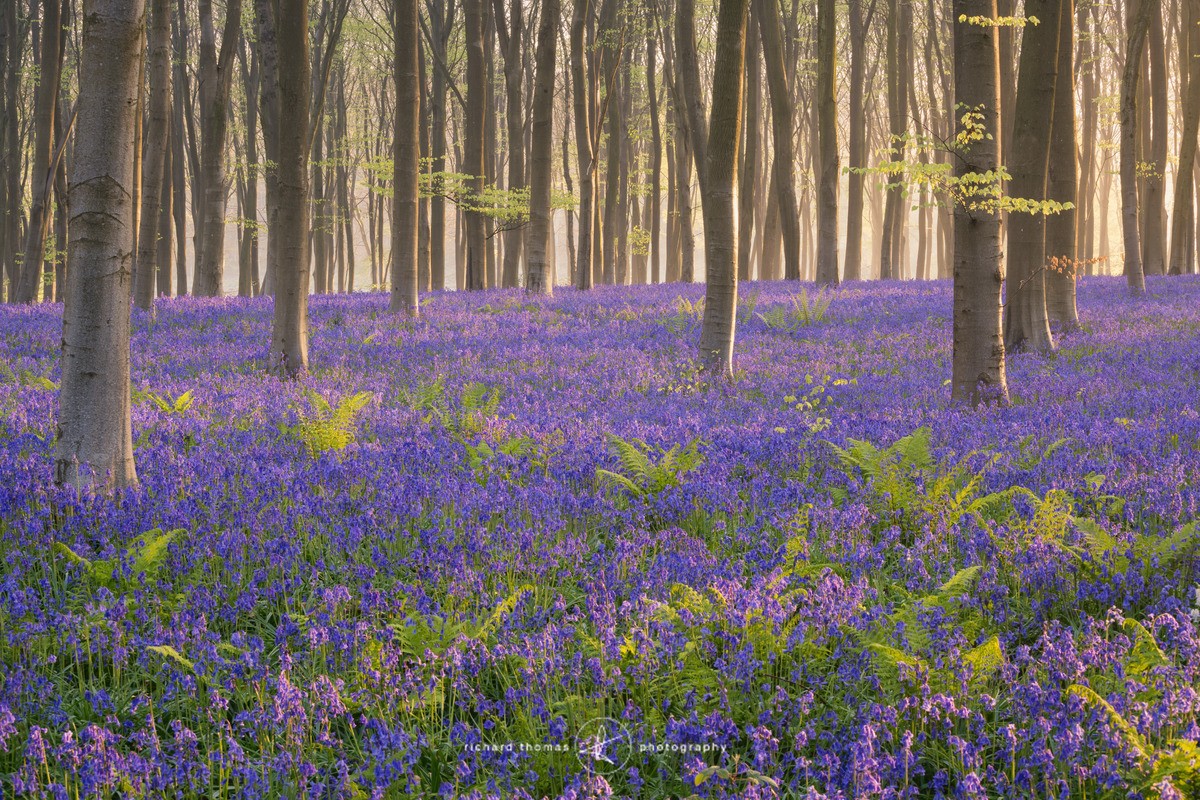 Bracken and Blue - BlueWood