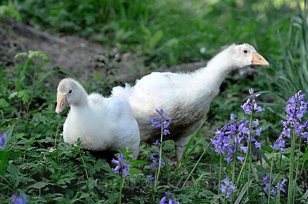 142jpg - Animals