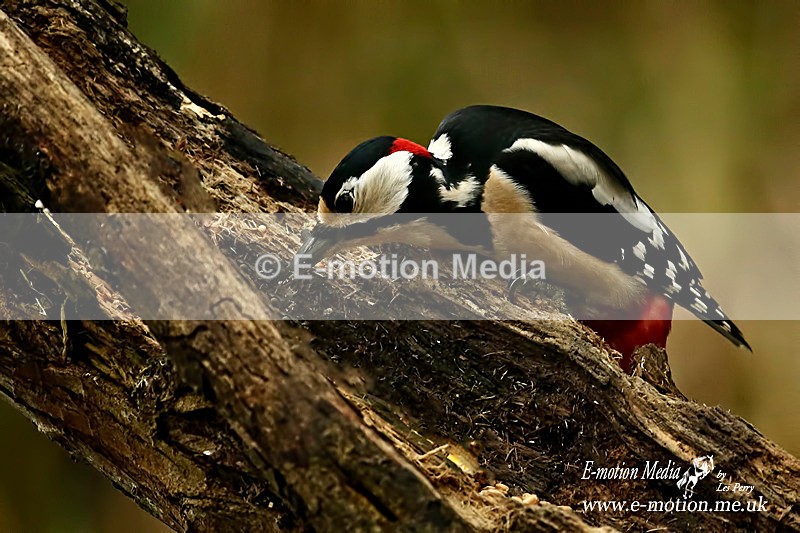 Gt Spotted Woodpeckerm 140116 56 - Nature