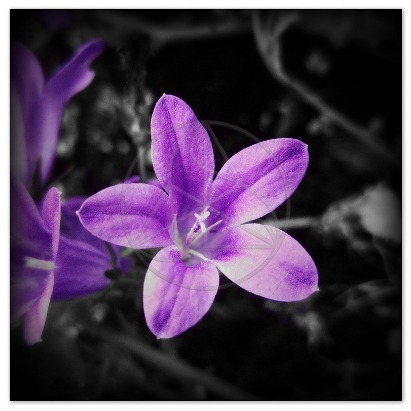 Eye Candy - Small Format