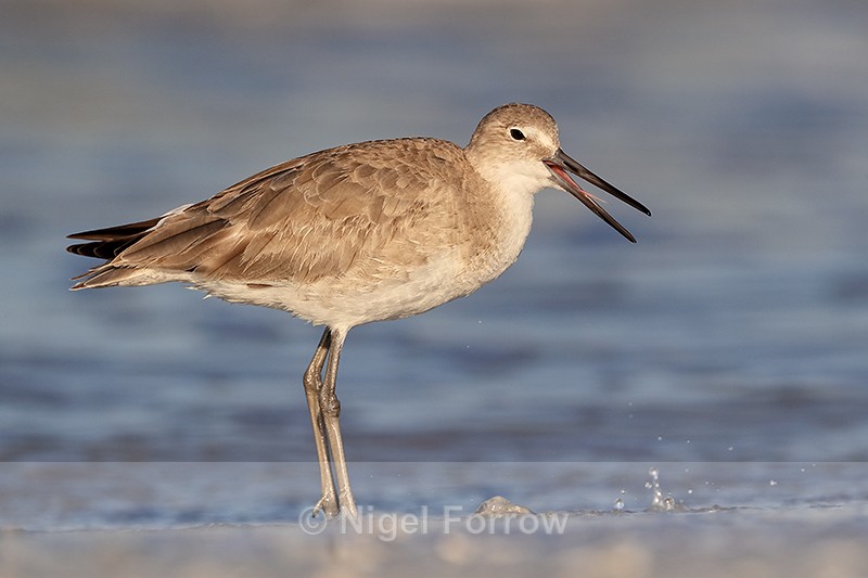 Willet with open bill, Fort De Soto Park, Florida - Willet
