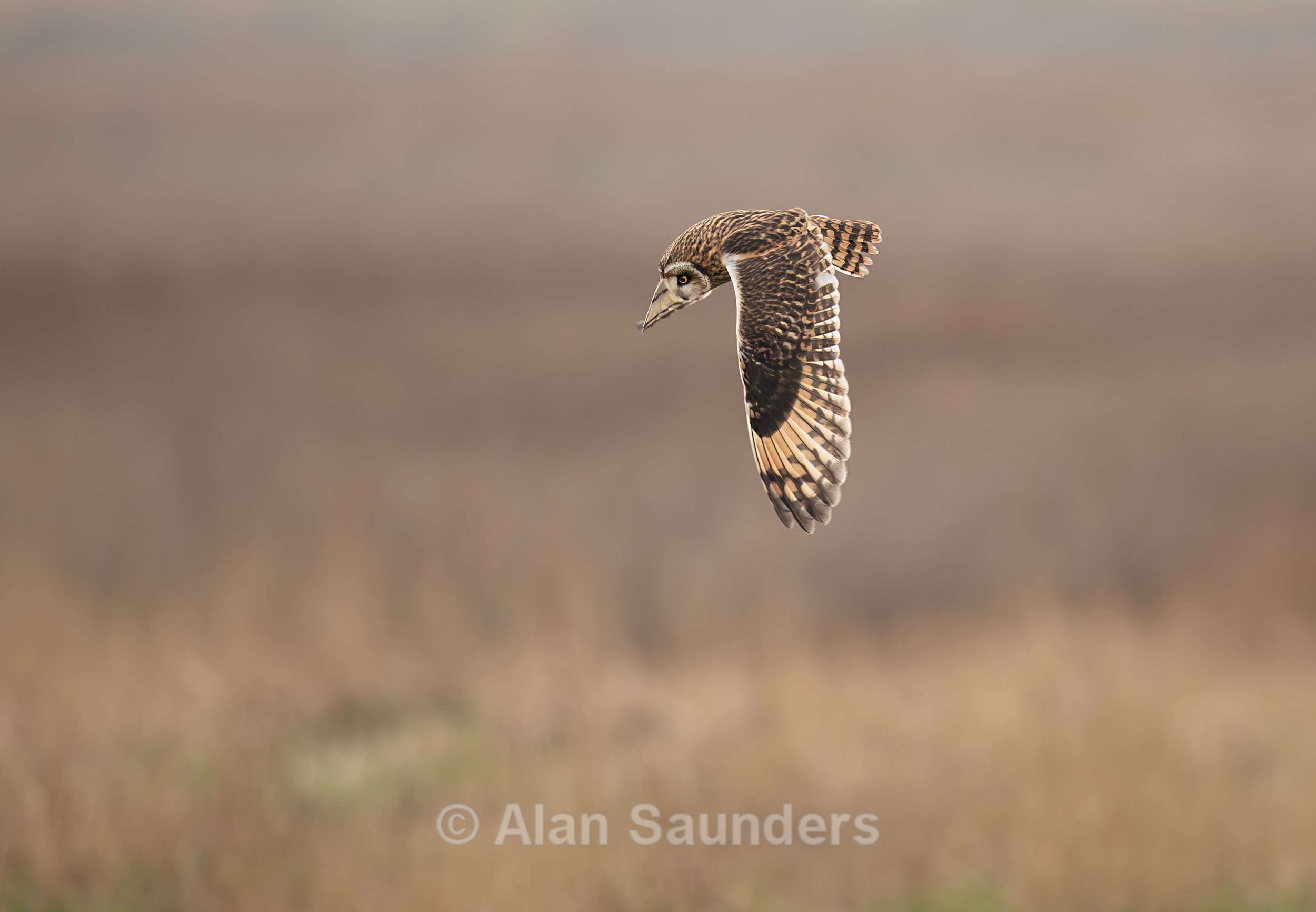 Short Eared Owl
