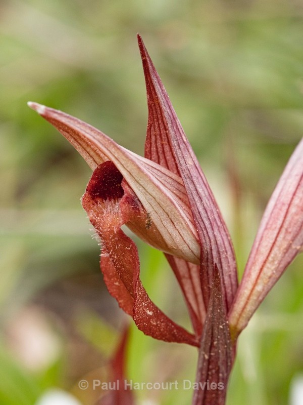 Eastern serapias (Serapias orientalis) - Gargano - Wild Orchids