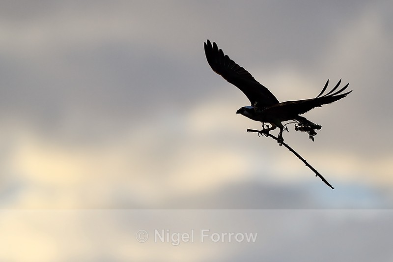 Silhouette of Osprey carrying branch, Fort De Soto Park, Florida - Osprey