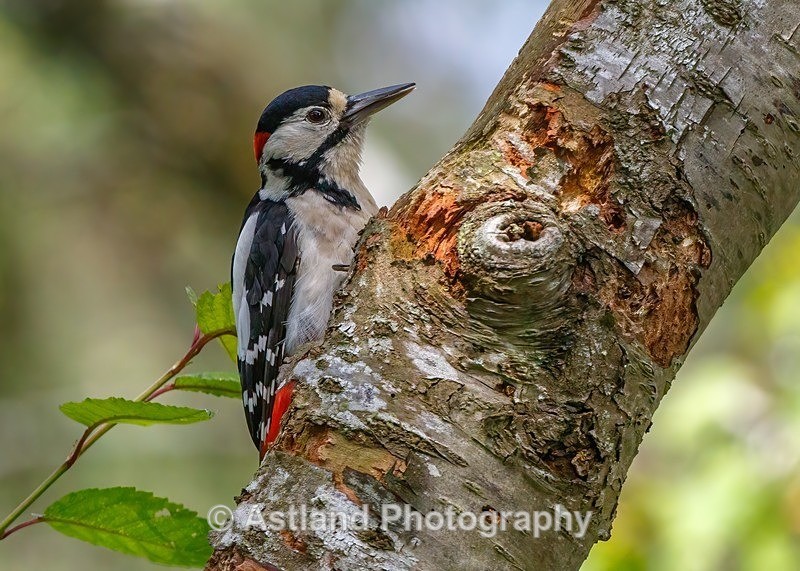 Great Spotted Woodpecker - Latest Images