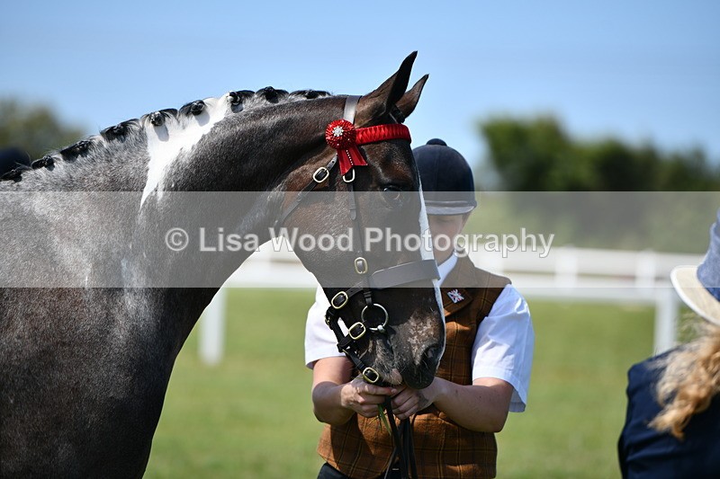 DSC_7528 - Class 63: Coloured Horse Youngstock