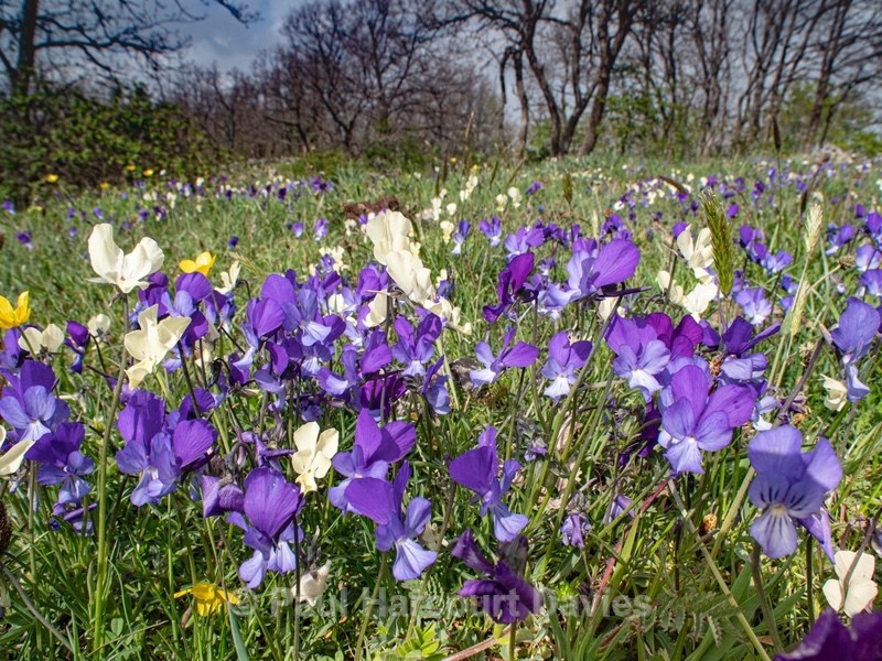 Gargano pansy (Viola heterophylla ssp. graeca) - Gargano - Flowers in the Landscape