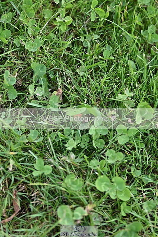 241005A-123752-03743 - SAT Cls 18 1.05m Amateur Quali