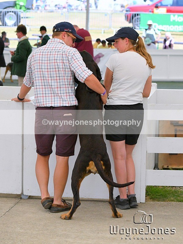 WJ5_1015 - Berks & Bucks at the Great Yorkshire Show 2025