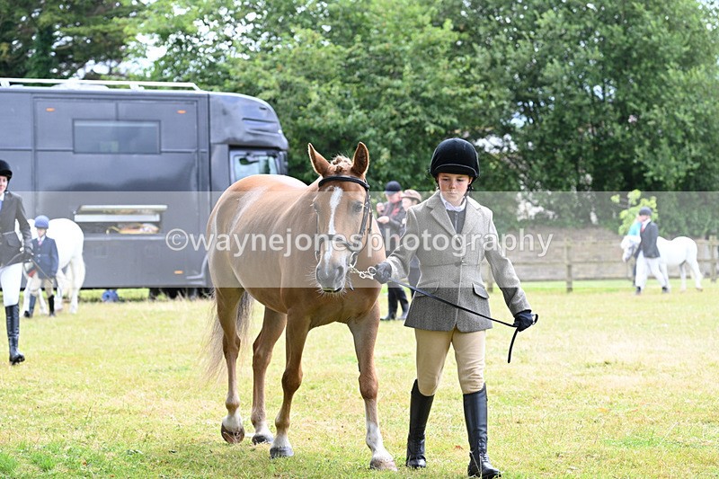 WJ7_6552 - Class 5 Handsome Gelding in hand