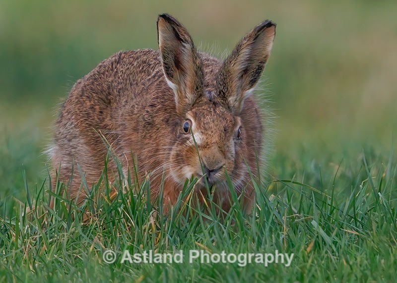 Brown Hare - Latest Images
