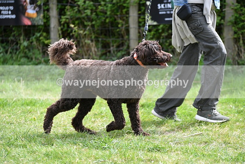 WJ5_9609 - Class 3 Most Handsome Dog