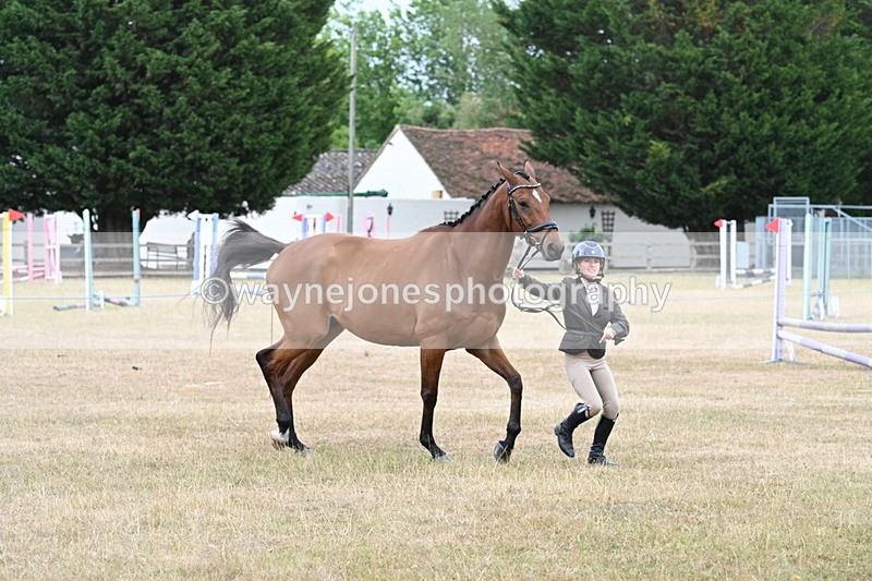 WJ7_9988 - Class 5a Most Handsome Gelding (above 14.2hh)