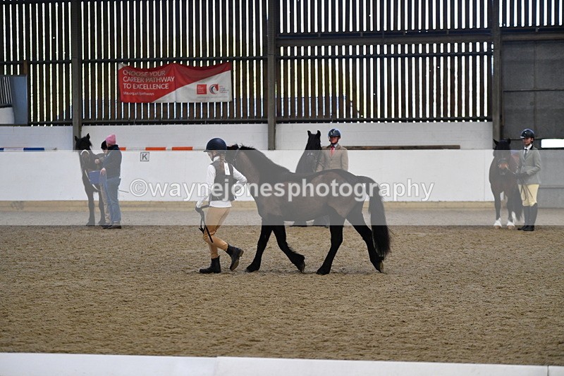 WJ5_4210 - Class 6 In hand M&M - Large Breeds